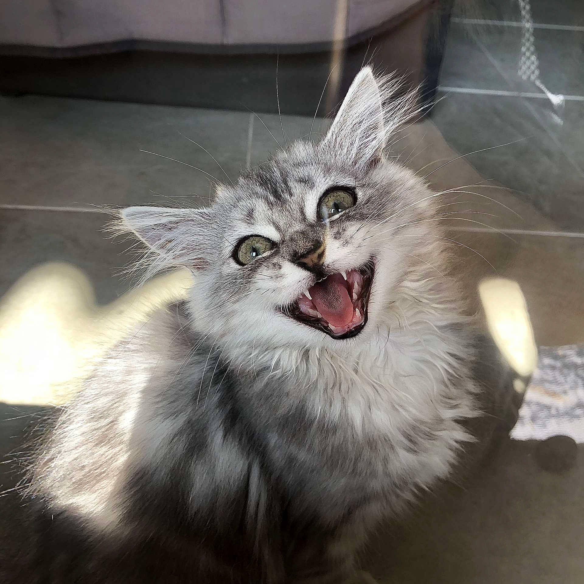 Ruby a rejoint le concours — aidez-le/la à gagner de superbes lots ! carnivore, cat, ear, eye, facial_expression, fang, felidae, fur, kitten, norwegian_forest_cat, organ, small_to_medium_sized_cats, snout, tooth, whiskers, yawn