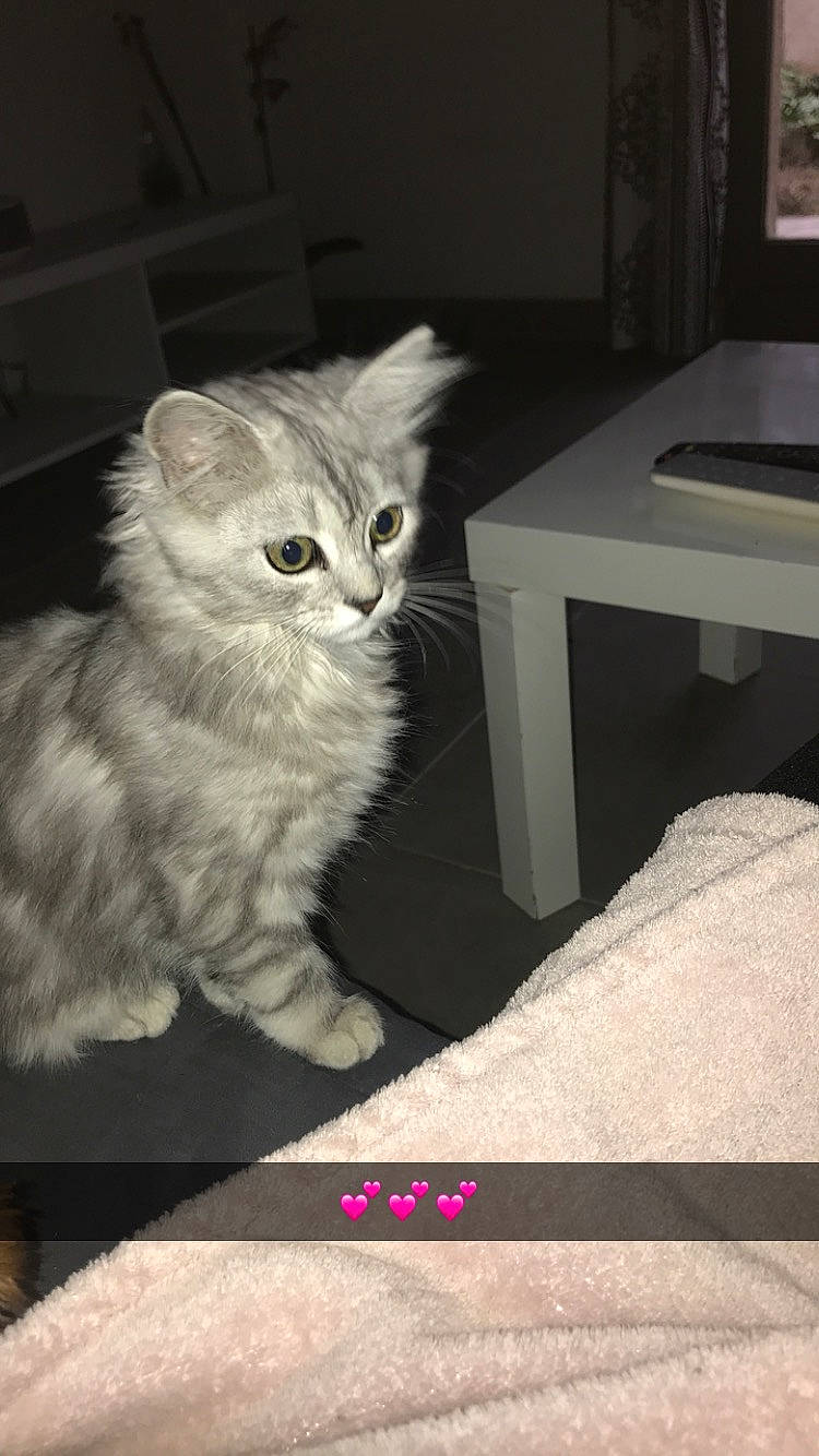 Ruby participe au concours pour gagner de l'argent avec cette photo : asian, asian_semi_longhair, british_longhair, british_semi_longhair, burmilla, carnivore, cat, domestic_short_haired_cat, european_shorthair, eye, felidae, fur, kitten, mammal, norwegian_forest_cat, photo_caption, siberian, small_to_medium_sized_cats, tabby_cat, whiskers