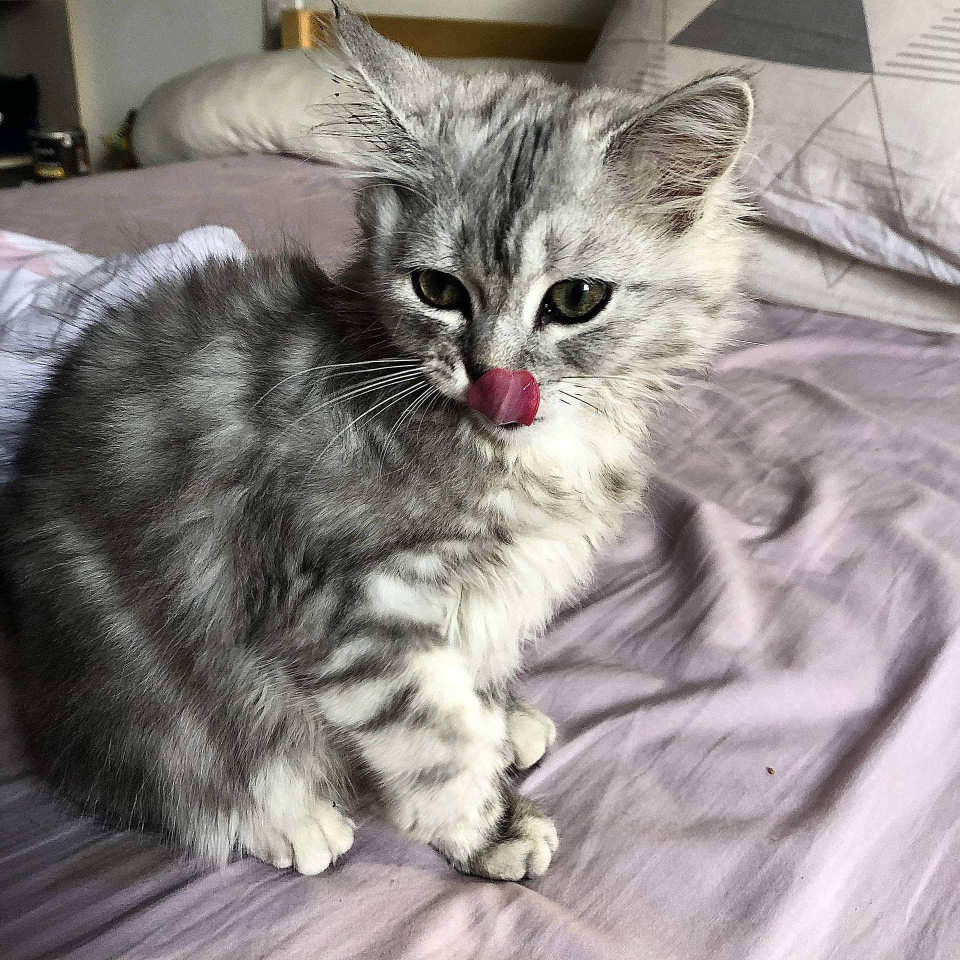 Ruby a rejoint le concours — aidez-le/la à gagner de superbes lots ! american_curl, american_shorthair, asian, asian_semi_longhair, british_semi_longhair, carnivore, cat, domestic_long_haired_cat, domestic_short_haired_cat, european_shorthair, felidae, kitten, mammal, norwegian_forest_cat, siberian, small_to_medium_sized_cats, snout, tabby_cat, vertebrate, whiskers