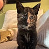 kitten, cat, tortoiseshell, pet, feline, indoor, couch, white_couch, curious, young_animal, cozy, portrait, animal, yellow_wall, painting, furry, whiskers, ears, cute, small