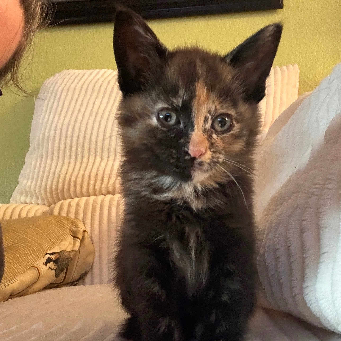 Pepper joined the competition — help win amazing prizes! kitten, cat, tortoiseshell, pet, feline, indoor, couch, white_couch, curious, young_animal, cozy, portrait, animal, yellow_wall, painting, furry, whiskers, ears, cute, small