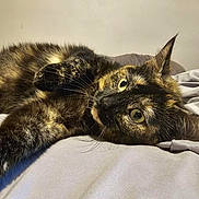 Lucy joined the competition — help win amazing prizes! cat, tortoiseshell, pet, animal, feline, bed, sheet, resting, stretching, whiskers, ears, fur, indoor, cute, curious, relaxed, closeup, laying, portrait, domestic