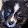animal, canine, cat, chihuahua, cockerspaniel, coyote, dog, eskimodog, fox, husky, kitfox, kitten, lesserpanda, papillon, pet, puppy, raccoon, snout, wolf, zoo