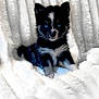 animal, bed, blanket, canine, cat, chihuahua, cockerspaniel, coyote, dog, eskimodog, fox, husky, kitfox, kitten, manx, papillon, pet, puppy, snout, white
