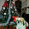 Choo Choo joined the competition — help win amazing prizes! dog, christmas_tree, holiday, ornaments, decorations, red_stool, indoors, living_room, wood_floor, sitting, pet, small_dog, fluffy, white_fur, brown_fur, portrait, festive, tinsel, gift, furniture