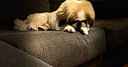 Choo Choo joined the competition — help win amazing prizes! dog, puppy, sleeping, resting, couch, sofa, indoors, living_room, cozy, pet, small_dog, fluffy, cream_colored, brown, face, paws, relaxed, home, furniture, warm_lighting