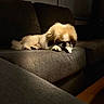 dog, puppy, sleeping, resting, couch, sofa, indoors, living_room, cozy, pet, small_dog, fluffy, cream_colored, brown, face, paws, relaxed, home, furniture, warm_lighting