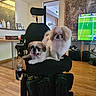 Choo Choo is registered to the contest to win money with this photo: dogs, puppies, pets, small_breed, fluffy, white_fur, brown_fur, black_mask, sitting, motorized_chair, wheelchair, indoor, living_room, television, football, sports, wood_floor, curtains, furniture, portrait