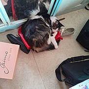 Yamakassi a rejoint le concours — aidez-le/la à gagner de superbes lots ! cat, sleeping, shoe, red_shoe, mirror, reflection, floor, indoor, pet, cozy, fur, tabby, white_paws, household, bag, black_bag, pink_box, footwear, resting, quiet