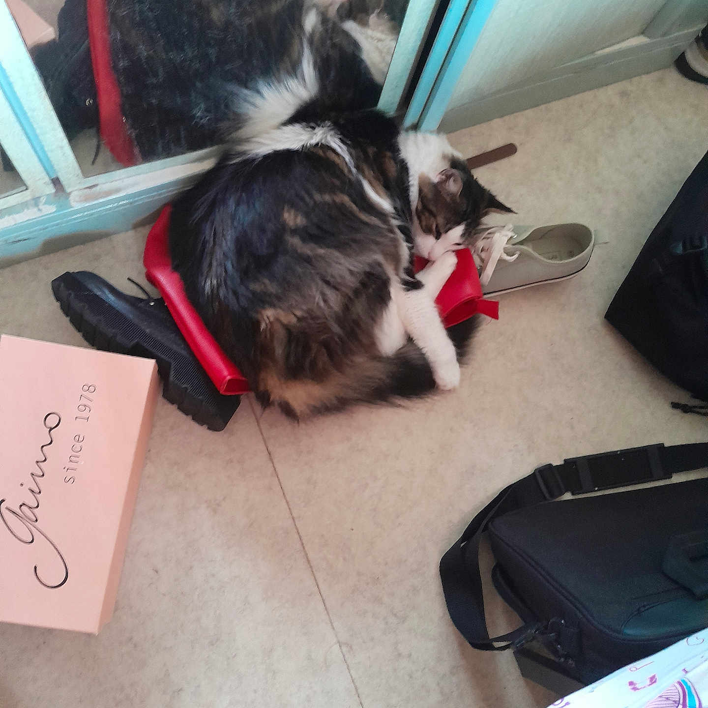 Yamakassi a rejoint le concours — aidez-le/la à gagner de superbes lots ! bag, black_bag, cat, cozy, floor, footwear, fur, household, indoor, mirror, pet, pink_box, quiet, red_shoe, reflection, resting, shoe, sleeping, tabby, white_paws