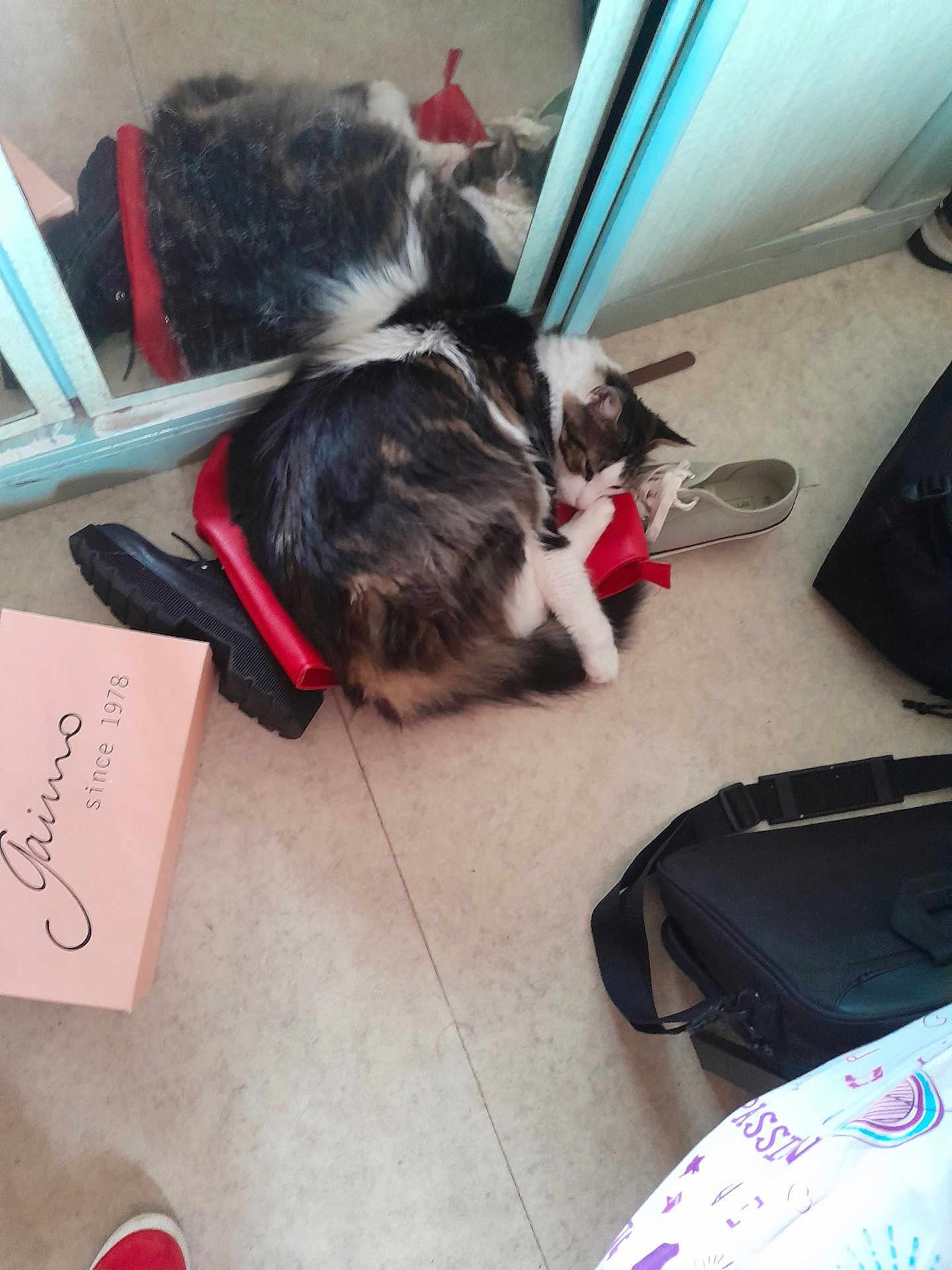 Yamakassi a rejoint le concours — aidez-le/la à gagner de superbes lots ! cat, sleeping, shoe, red_shoe, mirror, reflection, floor, indoor, pet, cozy, fur, tabby, white_paws, household, bag, black_bag, pink_box, footwear, resting, quiet
