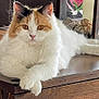 Lola joined the competition — help win amazing prizes! cat, calico, fluffy, indoor, table, wooden_table, paws, crossed_paws, decor, shells, glass_display, relaxed, animal, pet, feline, cute, closeup, brown_eyes, white_fur, orange_fur