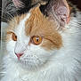 Lola is registered to the contest to win money with this photo: abyssinian, advertisement, angora, animal, art, canine, cat, collage, computerhardware, dog, electronics, hardware, kitten, manx, monitor, person, pet, poster, screen, text