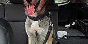 Nico joined the competition — help win amazing prizes! dog, leash, car_interior, backseat, sitting, tongue_out, happy, pet, canine, window, rain, seat, collar, fur, ears, tail, road_trip, transportation, animal, domestic_animal