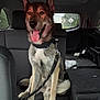 dog, leash, car_interior, backseat, sitting, tongue_out, happy, pet, canine, window, rain, seat, collar, fur, ears, tail, road_trip, transportation, animal, domestic_animal