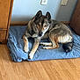 Nico is registered to the contest to win money with this photo: dog, blue_eyes, blanket, wooden_floor, wooden_furniture, indoor, pet, canine, resting, fur, ears, tail, paws, looking, curious, comfortable, domestic, animal, home, quiet