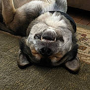 Nico joined the competition — help win amazing prizes! dog, upside_down, sleeping, teeth, carpet, relaxed, pet, canine, fur, indoor, black_nose, ears, smile, resting, animal, collar, cozy, cute, home, tongue_hidden