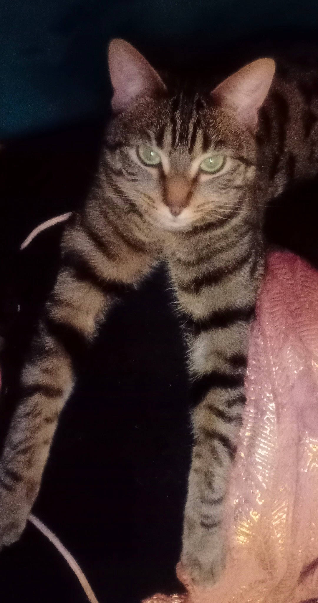 Ti-gris participe au concours pour gagner de l'argent avec cette photo : carnivore, cat, claw, domestic_short_haired_cat, eye, felidae, foot, fur, head, human_body, human_leg, paw, small_to_medium_sized_cats, snout, tail, terrestrial_animal, whiskers, wildlife