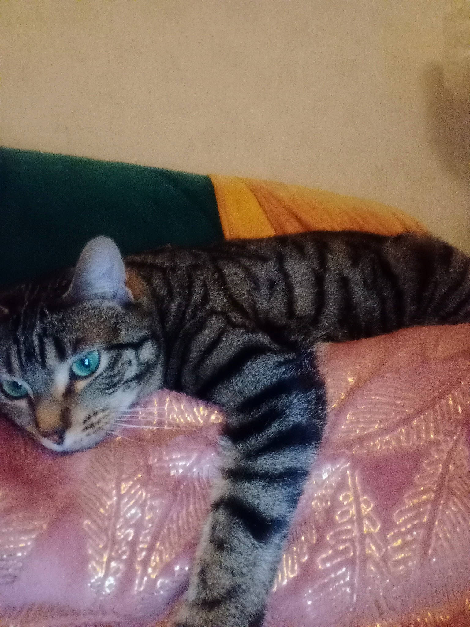 Ti-gris participe au concours pour gagner de l'argent avec cette photo : carnivore, cat, cat_bed, claw, comfort, domestic_short_haired_cat, fawn, felidae, fur, nap, paw, small_to_medium_sized_cats, snout, tail, terrestrial_animal, whiskers