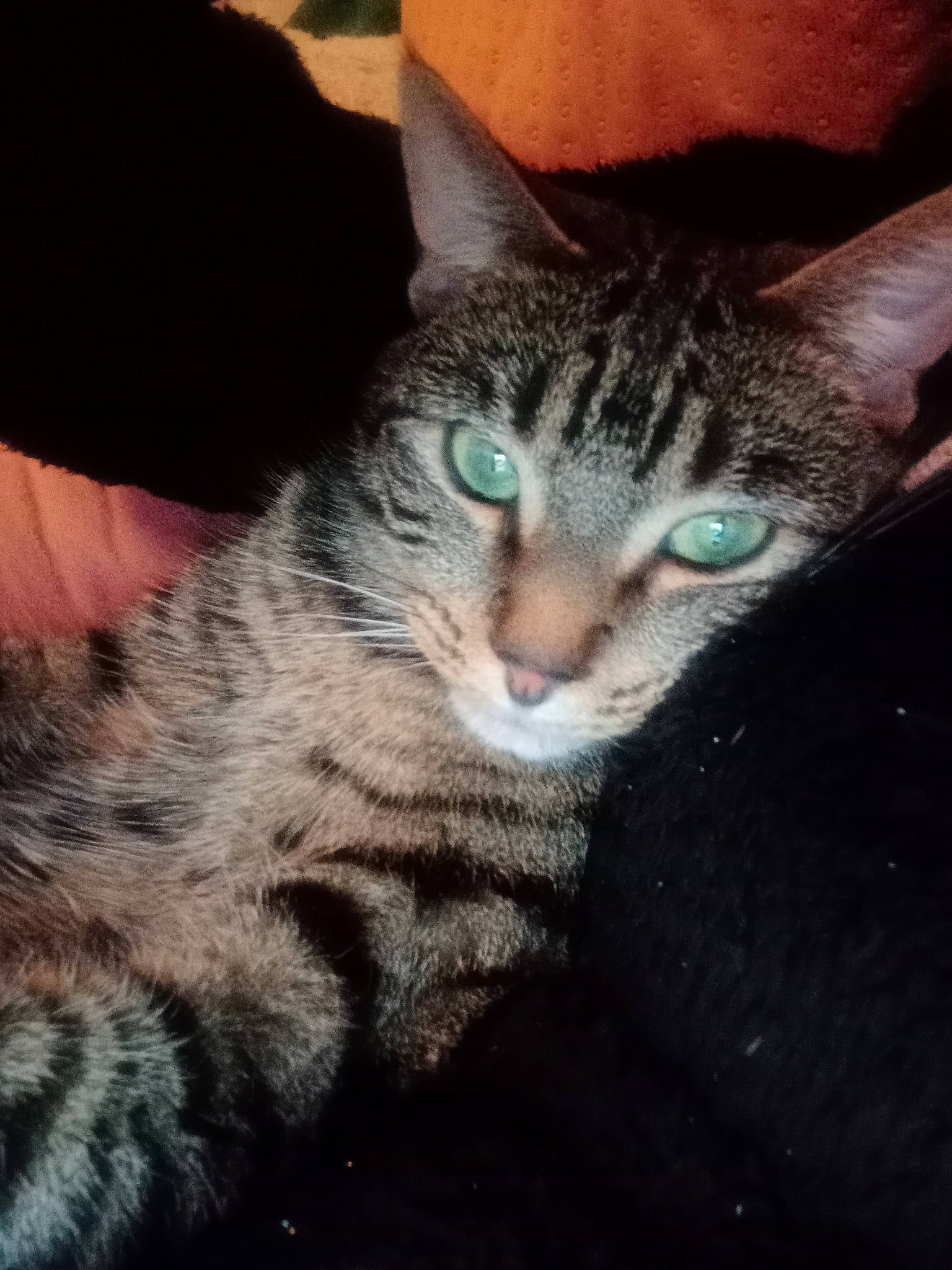 Ti-gris participe au concours pour gagner de l'argent avec cette photo : carnivore, cat, comfort, darkness, domestic_short_haired_cat, door, felidae, fur, night, paw, photo_caption, sitting, small_to_medium_sized_cats, snout, square, whiskers, wildlife, window