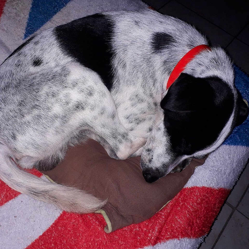 Paco participe au concours pour gagner de l'argent avec cette photo : animal, black_and_white, blanket, canine, collar, cozy, cute, dog, domestic_animal, fur, indoor, paw, pet, pillow, relaxation, resting, sleeping, spot, tail, tile_floor