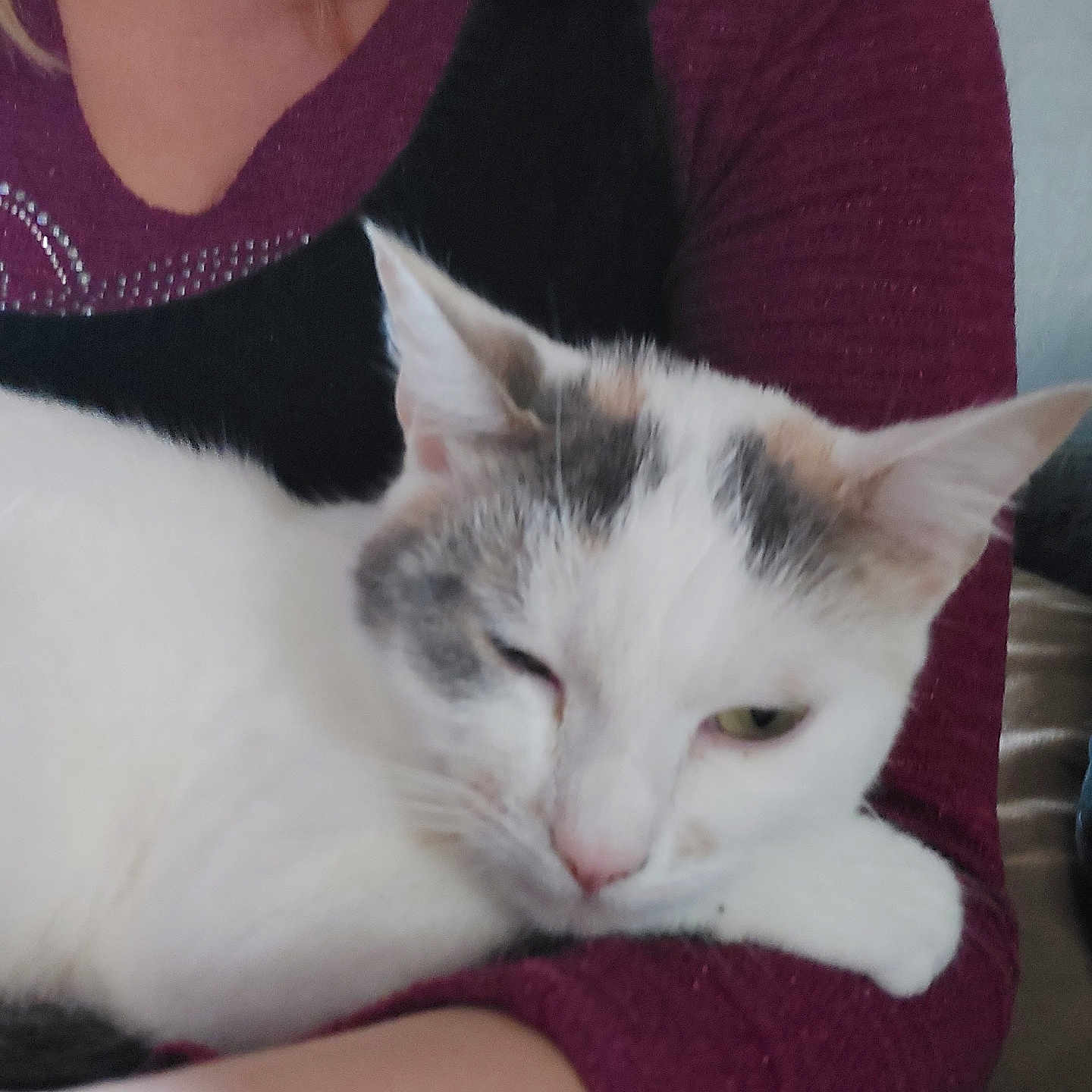 Caline a rejoint le concours — aidez-le/la à gagner de superbes lots ! arm, cat, closeup, comfort, cozy, cuddle, cute, domestic_animal, feline, fur, gray_patches, home, indoor, maroon_clothing, person, pet, relaxation, resting, sleepy, white_cat
