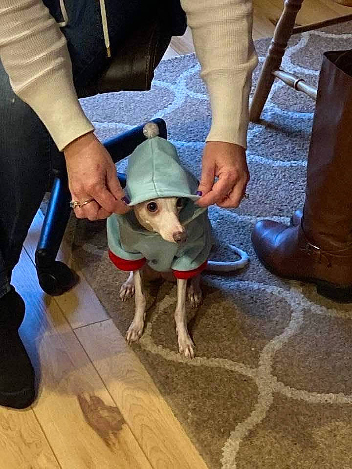 Sadie Mae is registered to the contest to win money with this photo: carnivore, collar, companion_dog, dog, dog_breed, fawn, flooring, foot, gesture, hardwood, human_leg, knee, leg, pet_supply, shoe, shorts, sporting_group, thigh, wood, working_animal