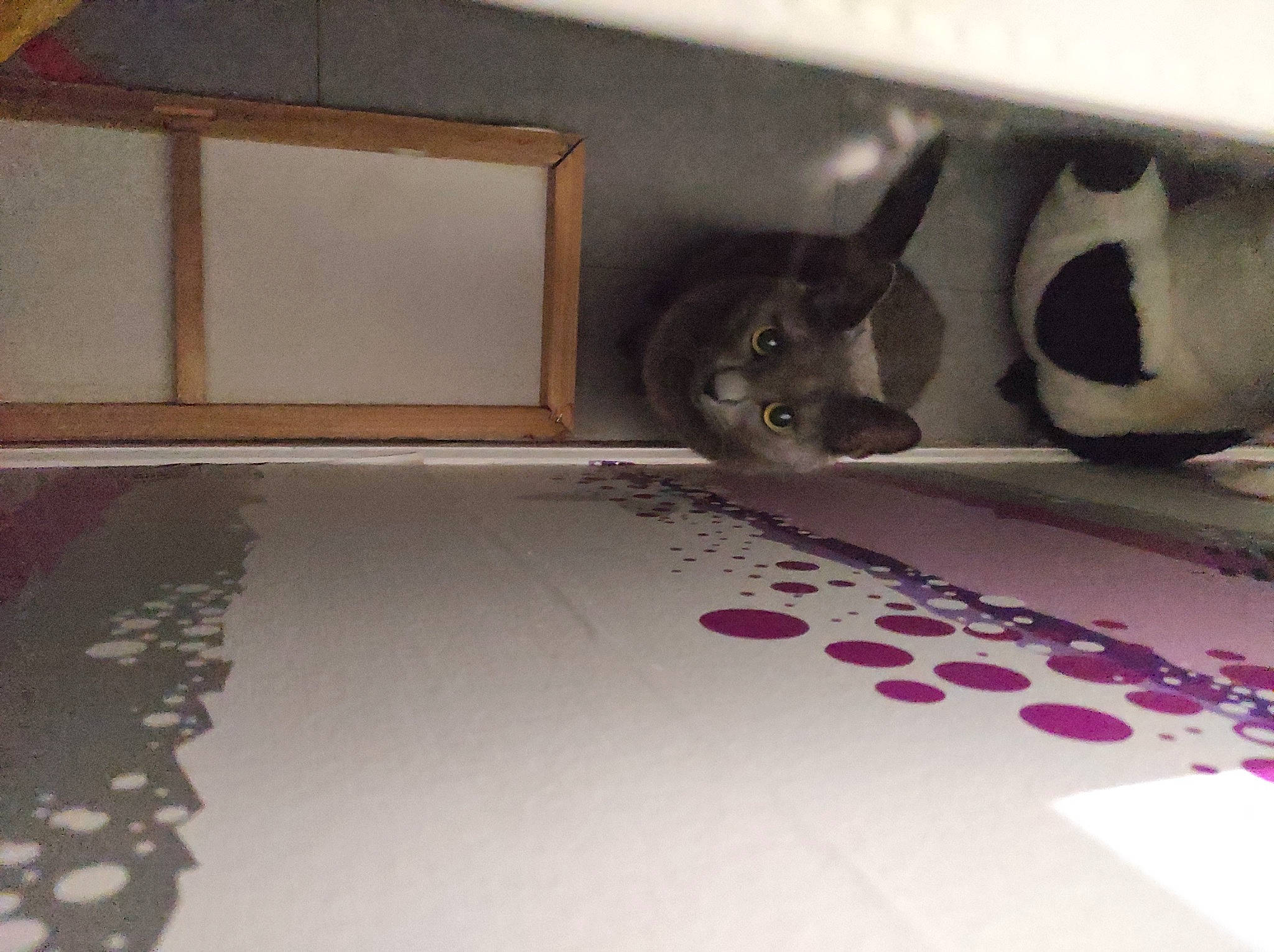 Yoshi participe au concours pour gagner de l'argent avec cette photo : carmine, ceiling, domestic_short_haired_cat, felidae, floor, flooring, grey, hardwood, interior_design, linens, magenta, pattern, rectangle, room, shelving, small_to_medium_sized_cats, tail, tile, whiskers, wood