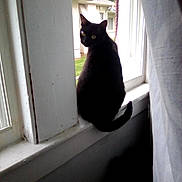 Midnight joined the competition — help win amazing prizes! black_cat, cat, window, window_sill, curtain, indoor, yellow_eyes, pet, animal, domestic_cat, feline, looking_outside, house, daylight, shadow, white_window_frame, tail, sitting, curious, quiet
