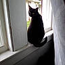 black_cat, cat, window, window_sill, curtain, indoor, yellow_eyes, pet, animal, domestic_cat, feline, looking_outside, house, daylight, shadow, white_window_frame, tail, sitting, curious, quiet