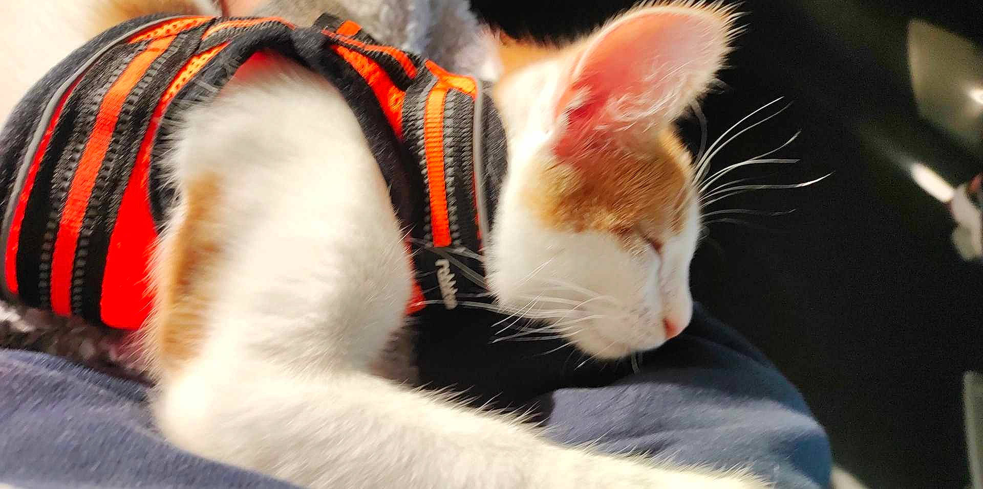 Marvel participe au concours pour gagner de l'argent avec cette photo : carnivore, cat, claw, comfort, domestic_short_haired_cat, ear, eye, fang, fawn, felidae, fur, human_body, macro_photography, paw, small_to_medium_sized_cats, snout, tail, terrestrial_animal, whiskers, wildlife