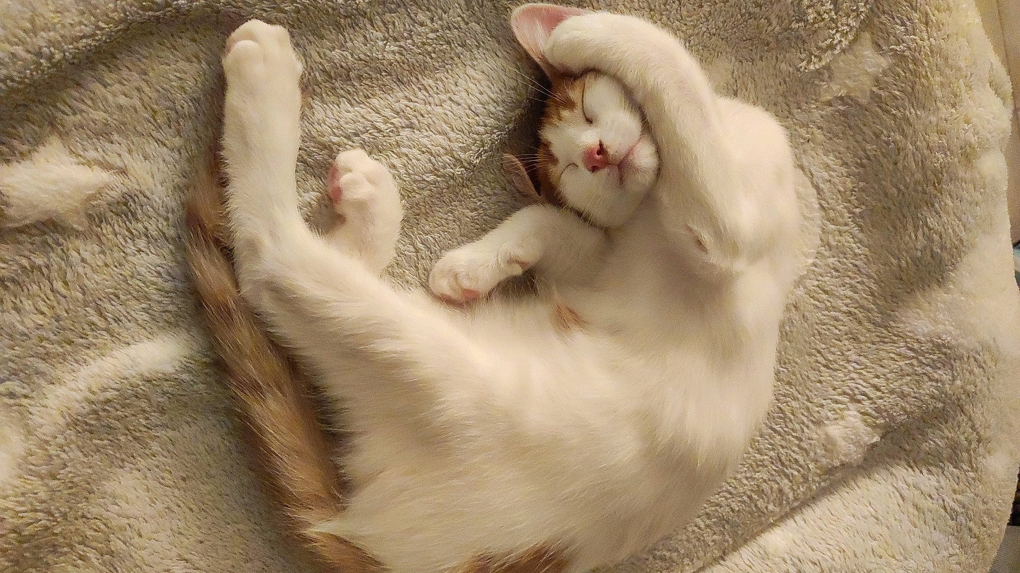 Marvel participe au concours pour gagner de l'argent avec cette photo : carnivore, cat, claw, comfort, domestic_short_haired_cat, fawn, felidae, foot, fur, nap, paw, sleep, small_to_medium_sized_cats, snout, tail, toe, whiskers