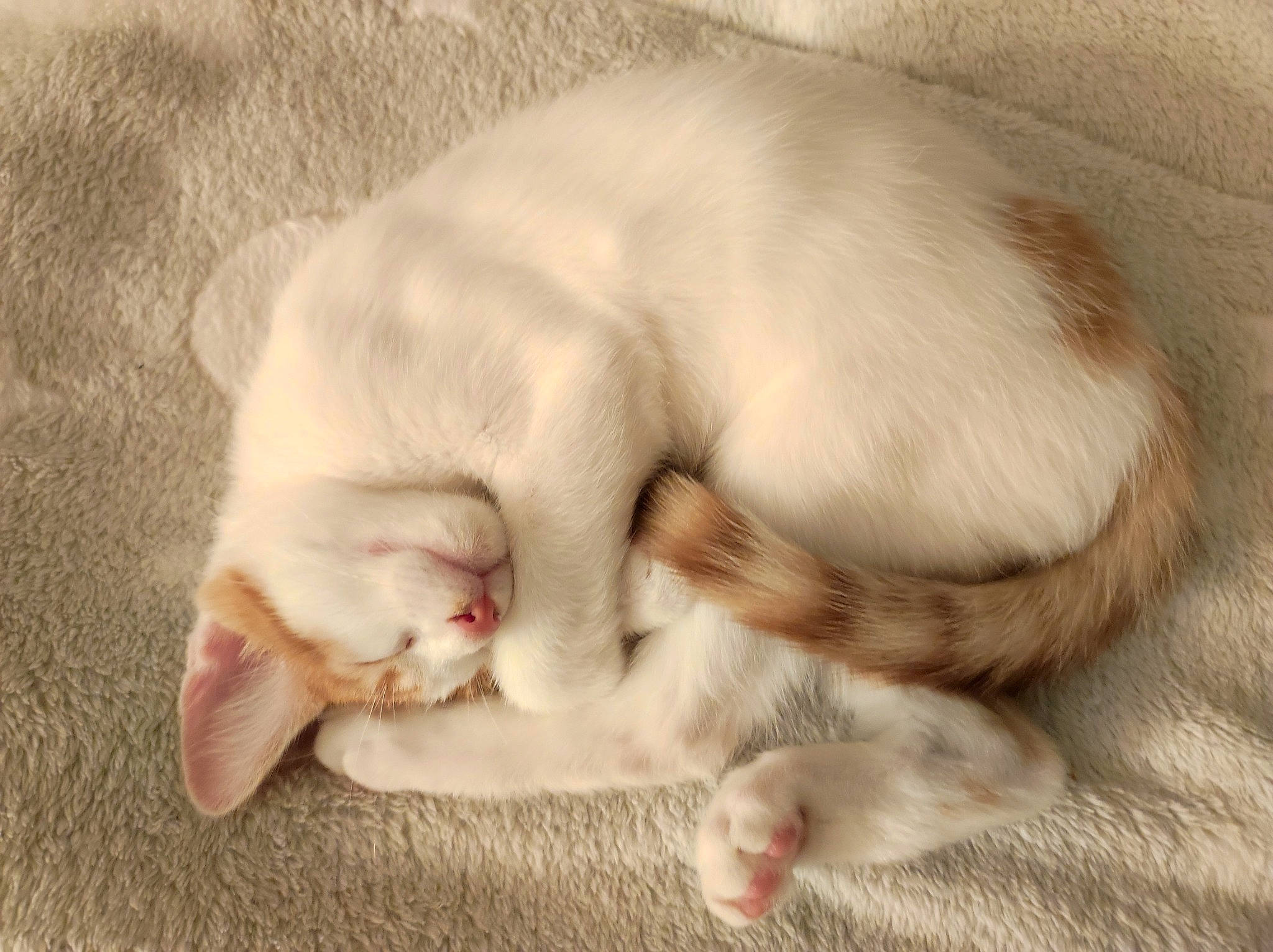 Marvel a rejoint le concours — aidez-le/la à gagner de superbes lots ! carnivore, cat, claw, comfort, domestic_short_haired_cat, fawn, felidae, flooring, foot, fur, nap, paw, sleep, small_to_medium_sized_cats, tail, whiskers