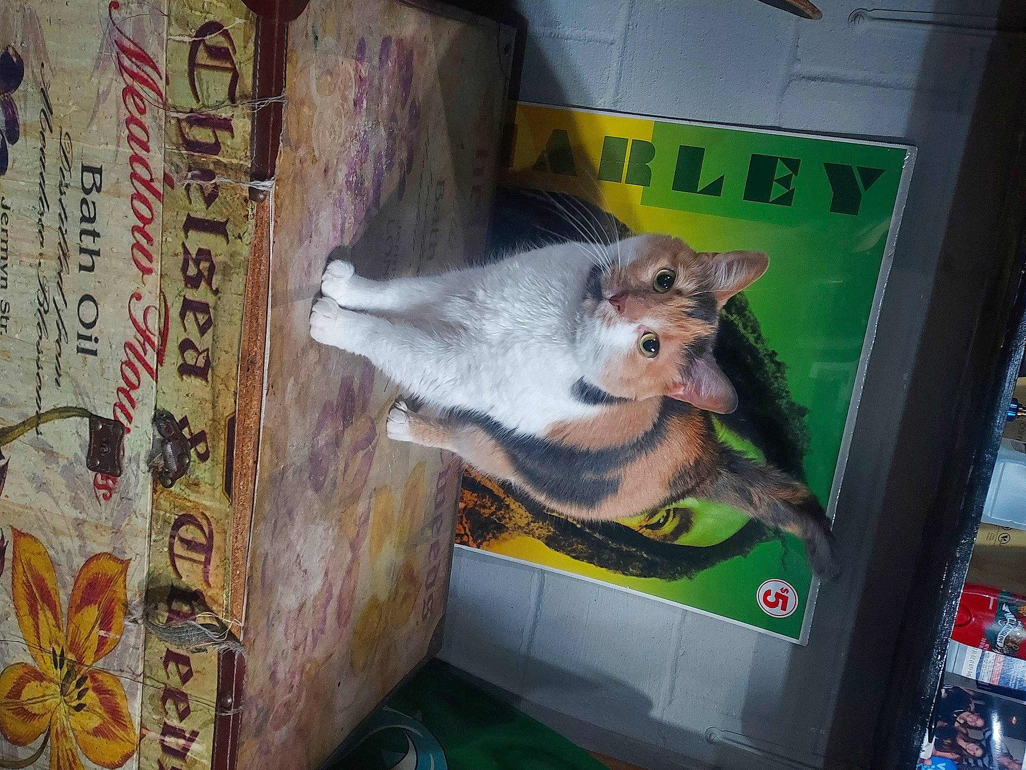 Indica joined the competition — help win amazing prizes! art, fur, grey_squirrel, ground_squirrels, machine, marsupial, muroidea, rat, rodent, squirrel, tail, terrestrial_animal, visual_arts, whiskers