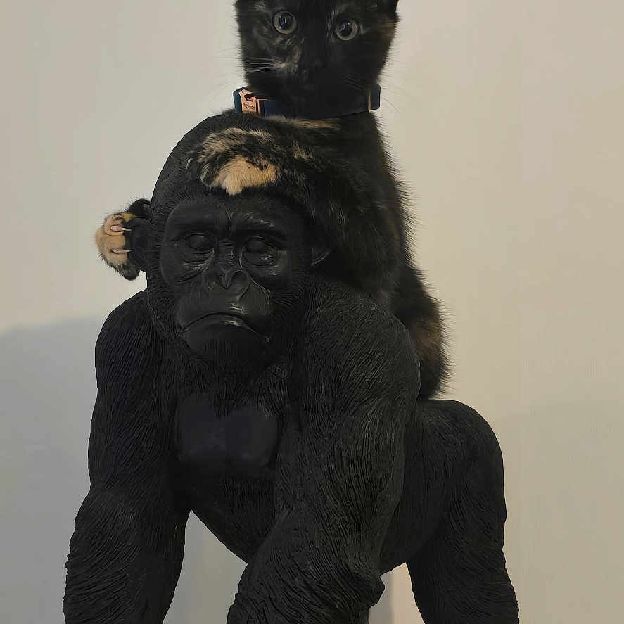 Nevada a rejoint le concours — aidez-le/la à gagner de superbes lots ! abyssinian, animal, ape, art, bear, blackcat, canine, cat, dog, figurine, kitten, manx, monkey, pet, wood