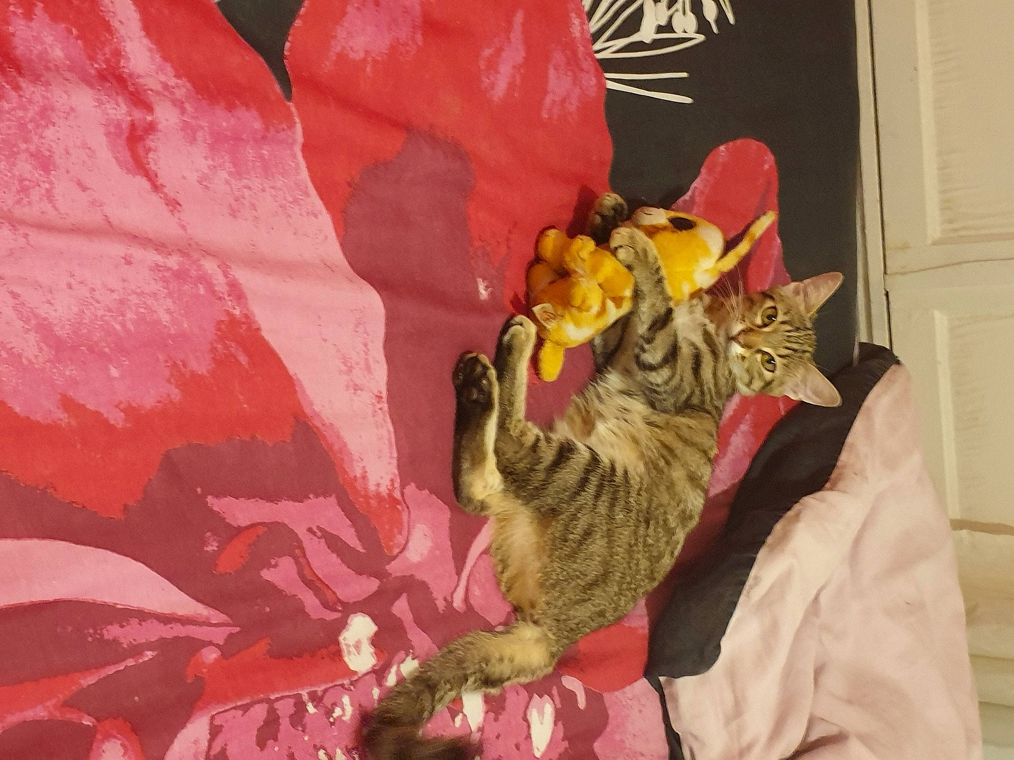 Misti participe au concours pour gagner de l'argent avec cette photo : asian, carnivore, cat, european_shorthair, felidae, kitten, ocicat, pink, small_to_medium_sized_cats, tabby_cat, whiskers