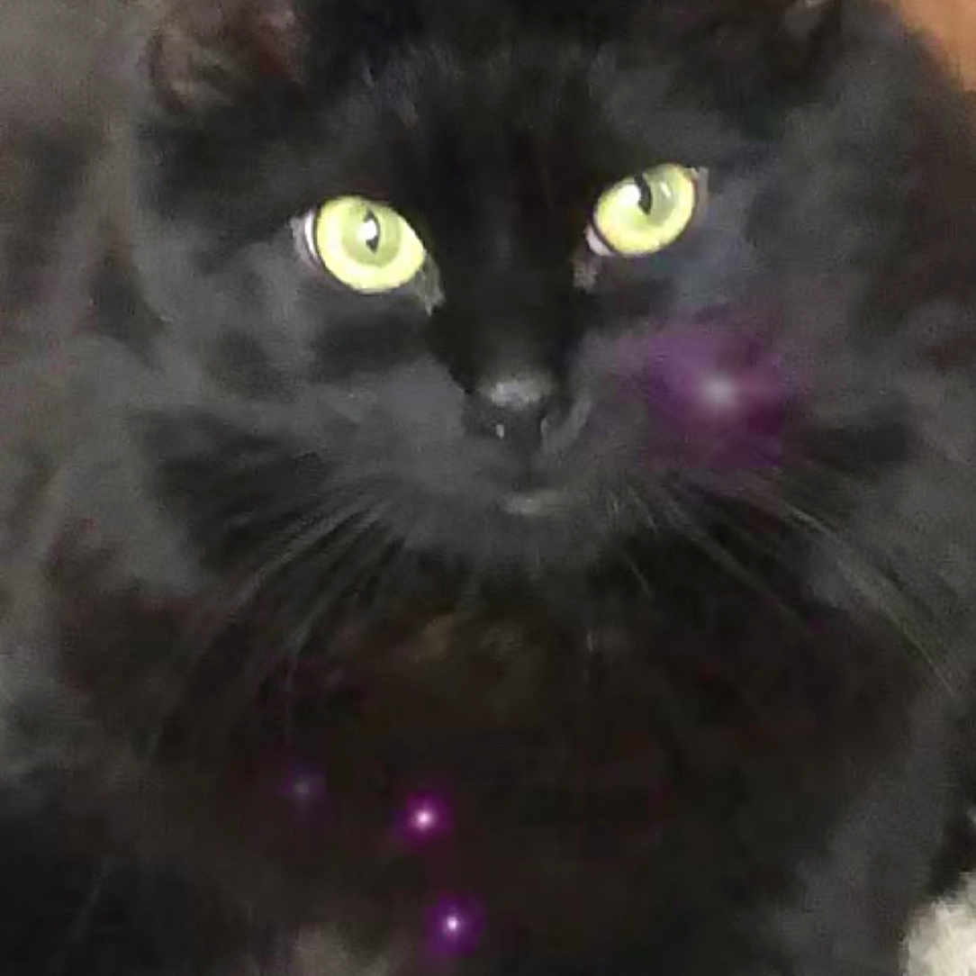 Milo a rejoint le concours — aidez-le/la à gagner de superbes lots ! black_cat, cat, pet, animal, feline, green_eyes, fur, whiskers, lying_down, carpet, indoor, close_up, cute, mystical, purple_sparkles, relaxed, domestic_animal, fluffy, portrait, looking_at_camera