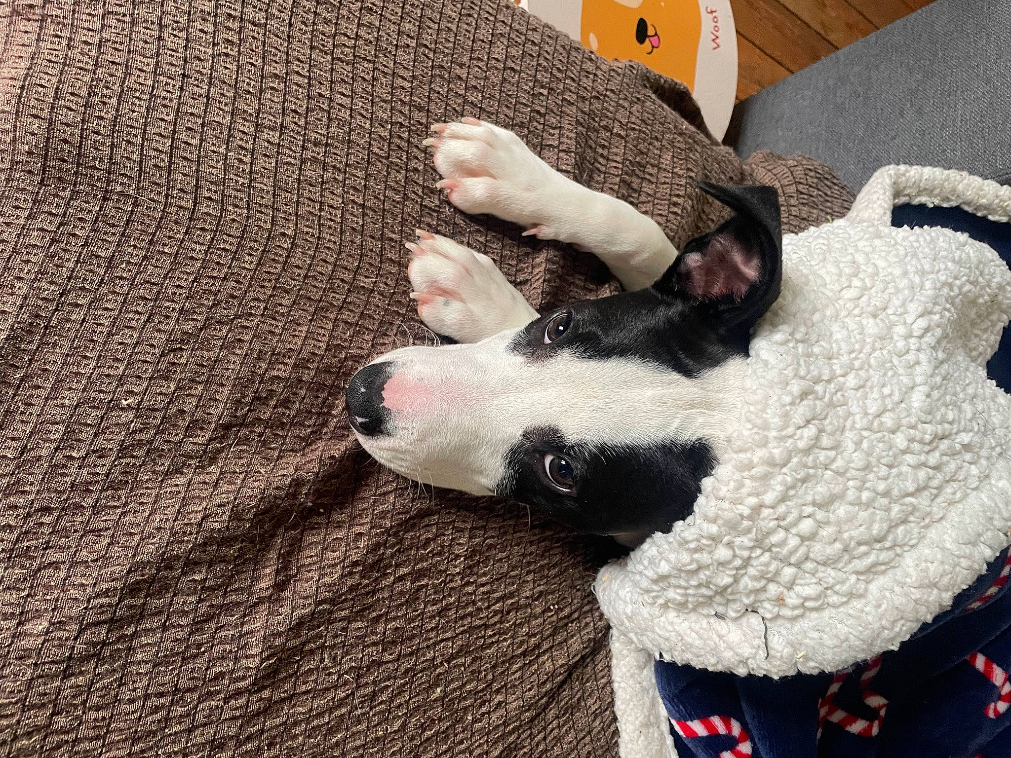 Raya a rejoint le concours — aidez-le/la à gagner de superbes lots ! comfort, companion_dog, couch, dog_breed, fawn, felidae, foot, glove, grey, human_leg, lap, linens, nail, small_to_medium_sized_cats, sock, tail, textile, thigh, whiskers, wood