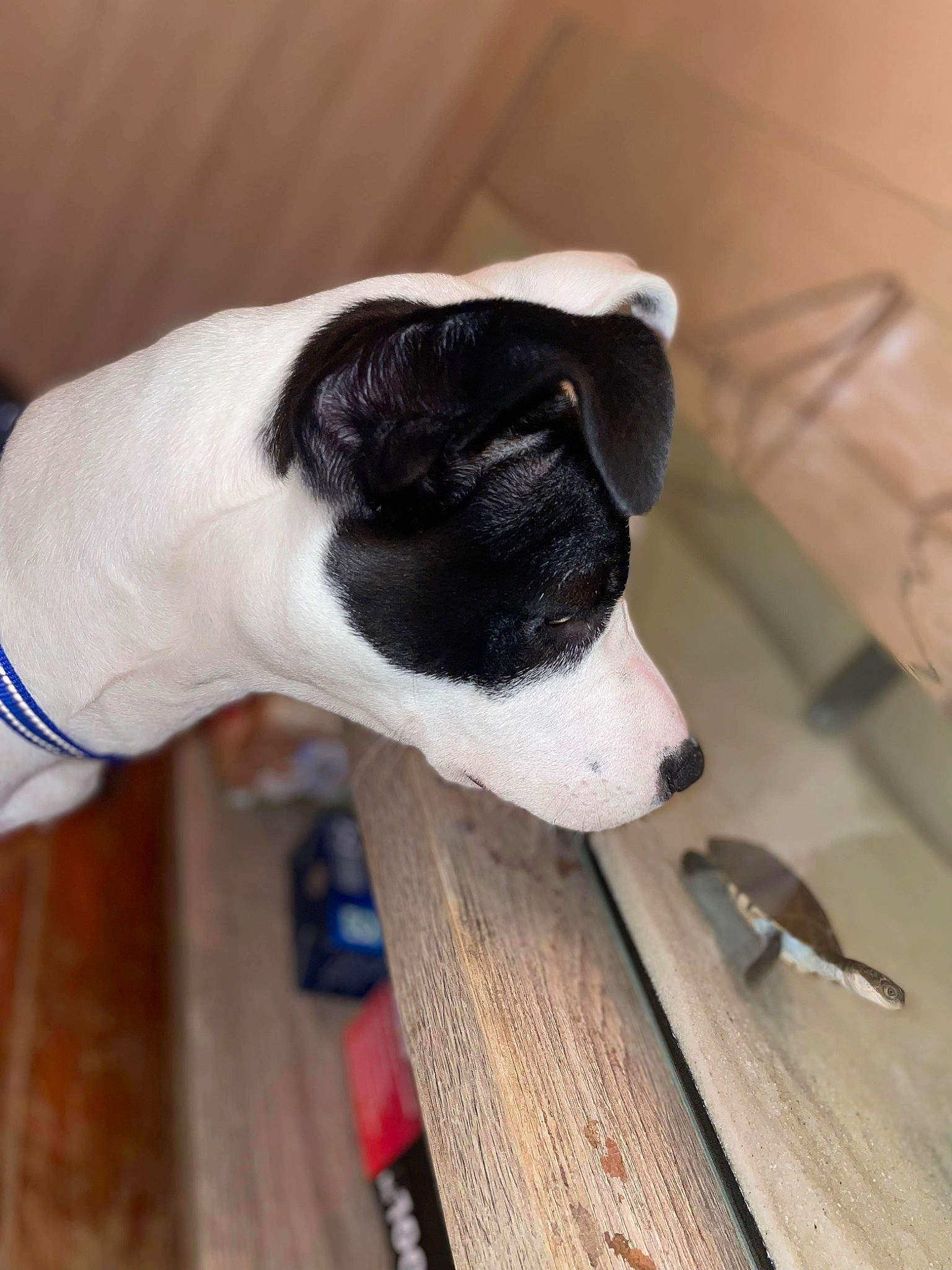 Raya participe au concours pour gagner de l'argent avec cette photo : canidae, carnivore, companion_dog, dog, dog_breed, flooring, foot, fur, hardwood, mammal, non_sporting_group, pet_supply, sporting_group, terrestrial_animal, whiskers, wood, wood_flooring, wood_stain, working_animal