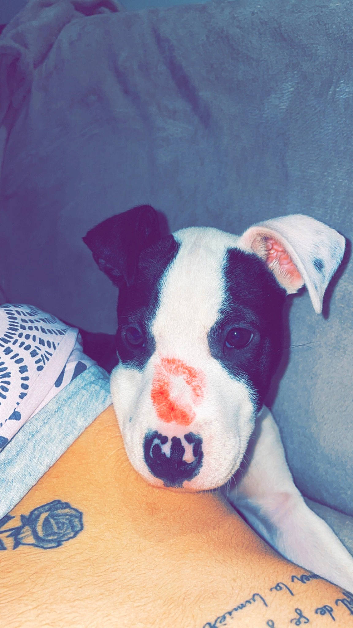 Raya participe au concours pour gagner de l'argent avec cette photo : art, canidae, carmine, carnivore, comfort, companion_dog, dog, dog_breed, fawn, foot, fur, head, human_leg, livestock, pet_supply, snout, sporting_group, terrestrial_animal, toy, working_animal