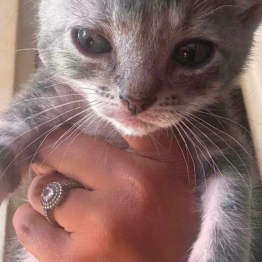 Channel a rejoint le concours — aidez-le/la à gagner de superbes lots ! kitten, gray_tabby, cat, pet, close_up, hand, ring, whiskers, fur, indoor, cute, animal, small, young, domestic_cat, feline, portrait, holding, soft_light, adorable