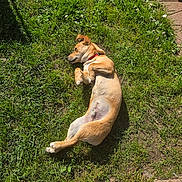 Bagou a rejoint le concours — aidez-le/la à gagner de superbes lots ! animal, brown_dog, canine, collar, cute, daytime, dog, garden, grass, nature, outdoor, paw, pet, playing, relaxing, shadow, sidewalk, summer, sunlight, tennis_ball