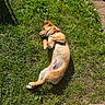 animal, brown_dog, canine, collar, cute, daytime, dog, garden, grass, nature, outdoor, paw, pet, playing, relaxing, shadow, sidewalk, summer, sunlight, tennis_ball