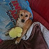 animal, blanket, brown, comfort, couch, cozy, cute, dog, fur, home, indoors, mammal, pet, pillow, playful, red, relaxed, resting, toy, yellow
