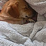 animal, blanket, brown_dog, closeup, comfort, cozy, cute, dog, fur, indoor, nap, paw, peaceful, pet, relaxing, resting, sleeping, snuggled, soft_texture, warm