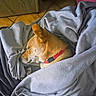 animal, blanket, close_up, comfort, companion, cozy, dog, domestic, fur, indoors, peaceful, pet, red_collar, relaxation, resting, sleeping, snug, tile_floor, wooden_furniture, wrapped
