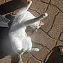 cat, white_cat, orange_cat, stretching, paws, sunlight, shadow, stone_floor, outdoor, pet, playful, animal, fur, whiskers, tail, footwear, sandals, toenails, texture, relaxing