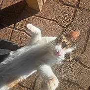 Vanya participe au concours pour gagner de l'argent avec cette photo : cat, white_cat, tabby, paws, stretching, outdoor, sunlight, curious, pet, animal, feline, whiskers, ears, nose, shadow, pavement, texture, closeup, playful, daylight