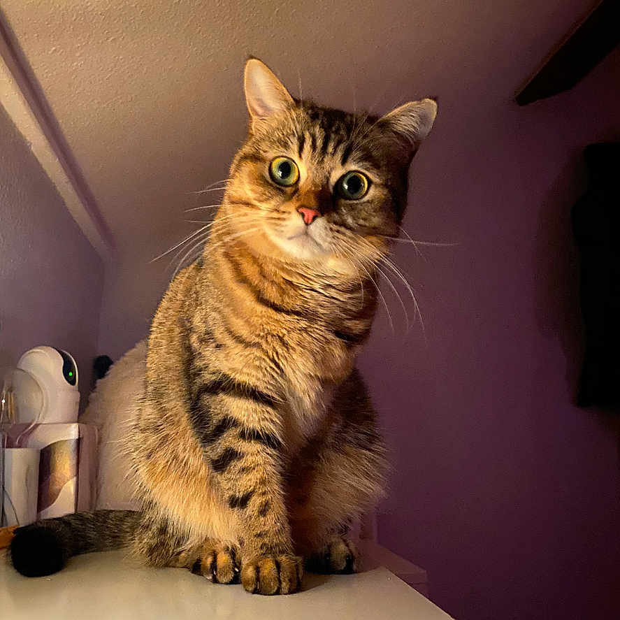 Venus participe au concours pour gagner de l'argent avec cette photo : abyssinian, animal, architecture, building, cat, computer, couch, electronics, furniture, hardwood, indoors, interiordesign, kitten, livingroom, manx, pet, plywood, room, shelf, wood