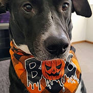 Nash joined the competition — help win amazing prizes! dog, black_dog, white_dog, bandana, halloween, pumpkin, indoor, pet, animal, portrait, costume, decor, orange, black, face, canine, cute, looking_away, holiday, festive